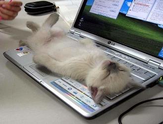 cat_sleeping_on_keyboard-329x252.jpg